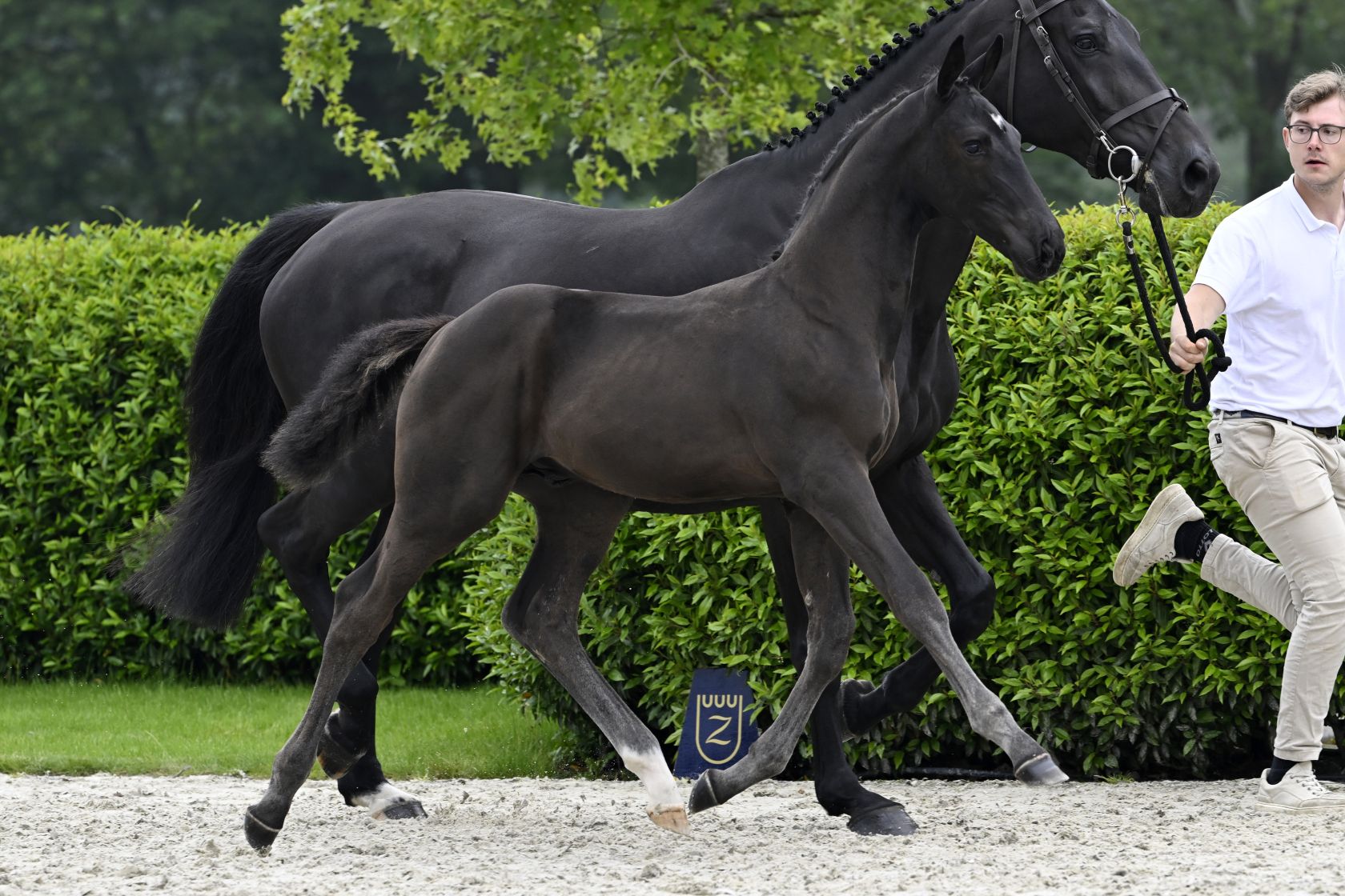 CHAPTER ONE LB Z - Out of sister to 1.60m jumping HH Whisky Royale